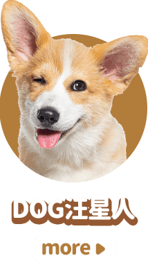 dogs汪星人