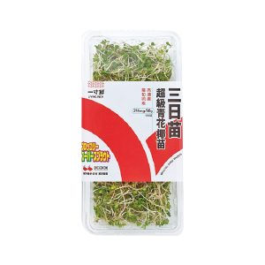 三日苗超級青花椰苗